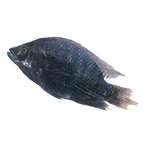 Black Tilapia