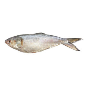 Hilsa