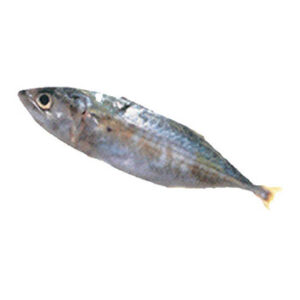 Indian Mackerel