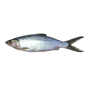 Milk Fish