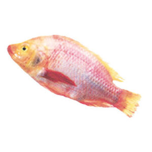 Red Tilapia