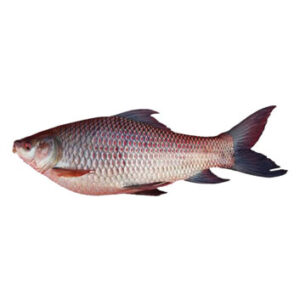 Rohu