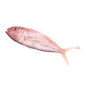 Sea Bream
