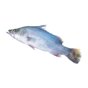 Sea Perch