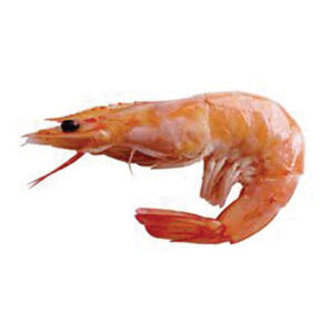 Shrimp Head on Shell on