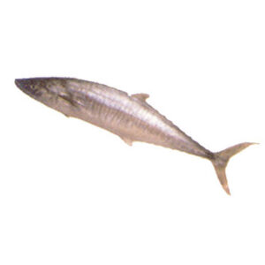 Spanish Mackerel