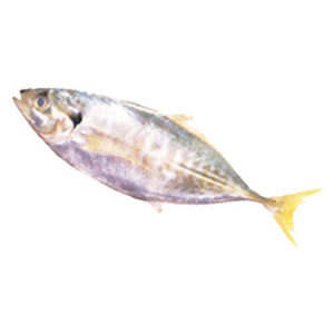 Yellow Tail Scad